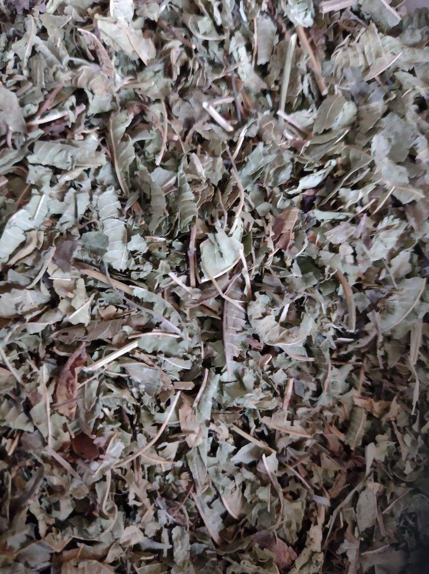 Citroenverbena – Zonnelicht voor je ziel