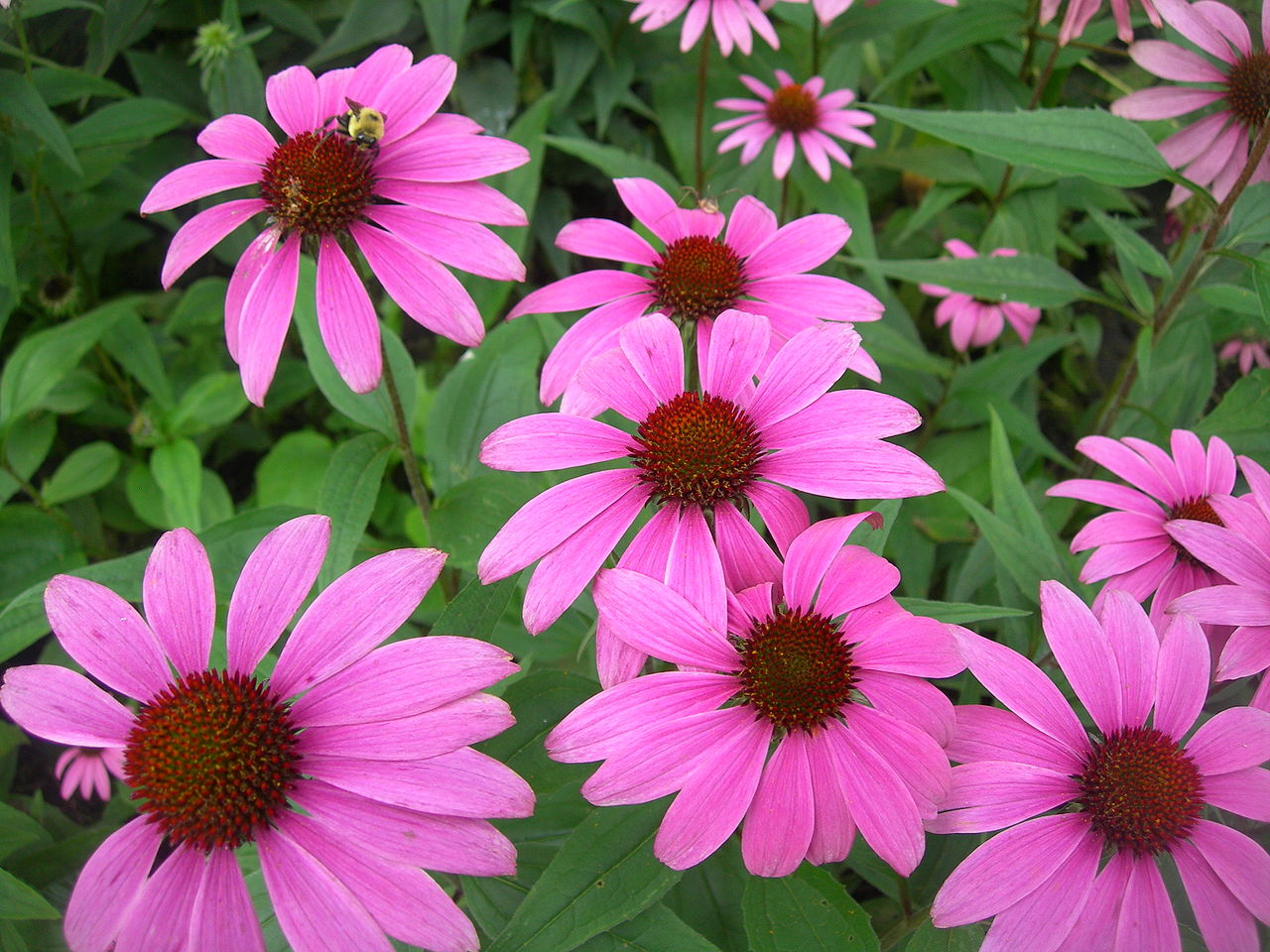 Echinacea – Stralende beschermer van binnenuit