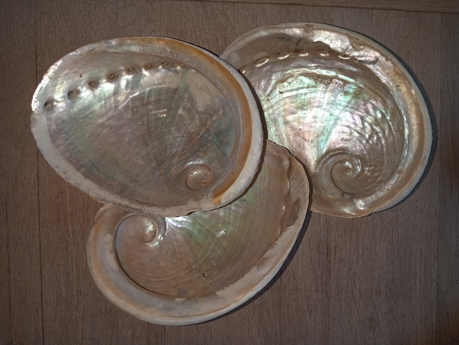 Abalone – Innerlijke rust met een oceaanglans