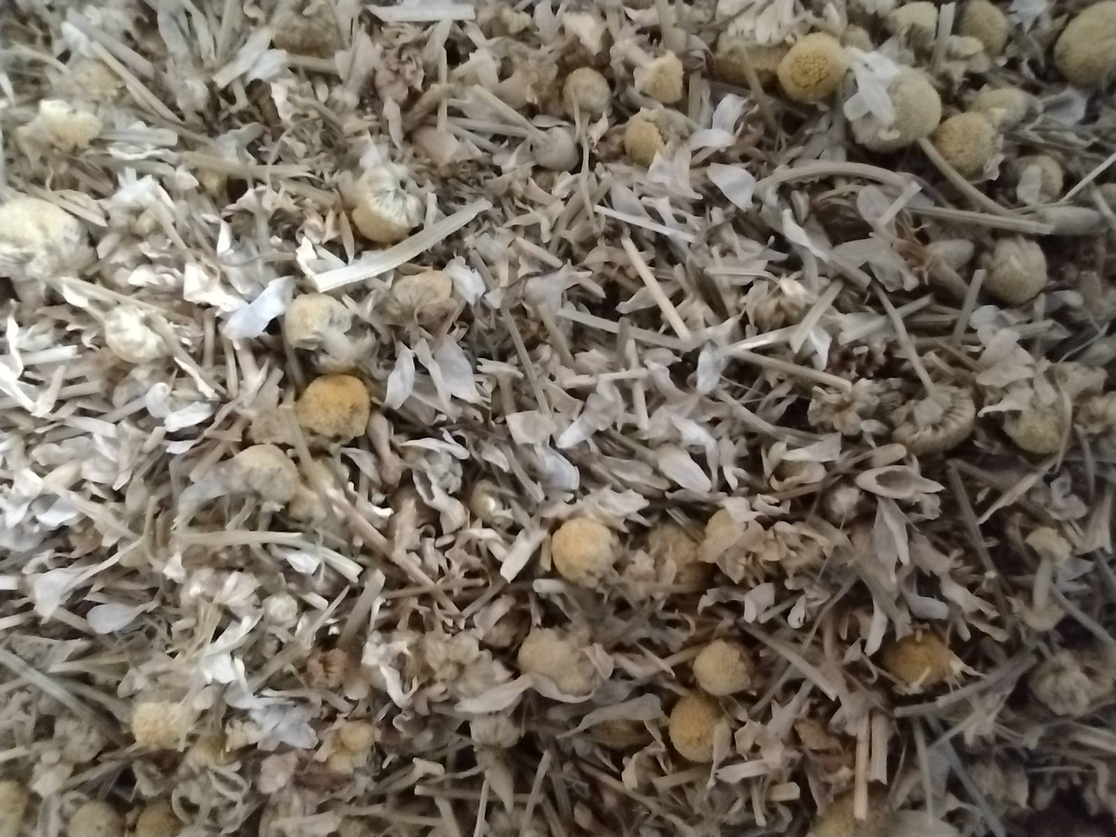 Kamille – Het zachte licht van rust en heling