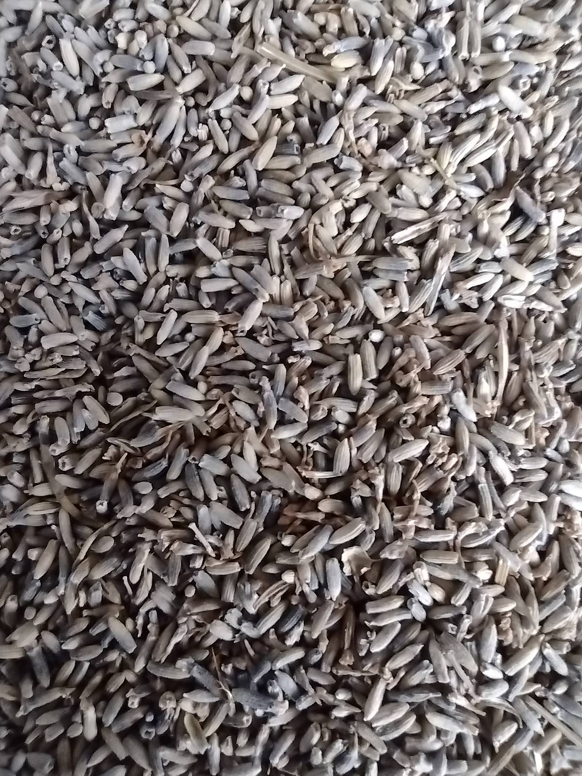 Lavendel – Stilte in bloei