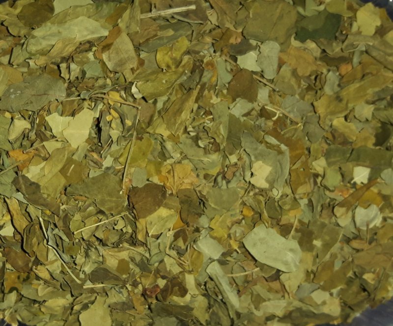 Moringa Oleifera Thee – De Boom des Levens in je Kopje