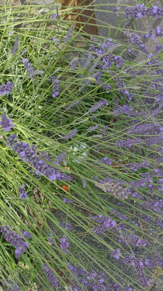 Smudge Stick Witte Salie – Zuiverend en beschermend